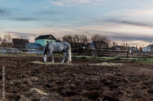 Excellent horse for a walk on a sunny autumn day, dappled horse