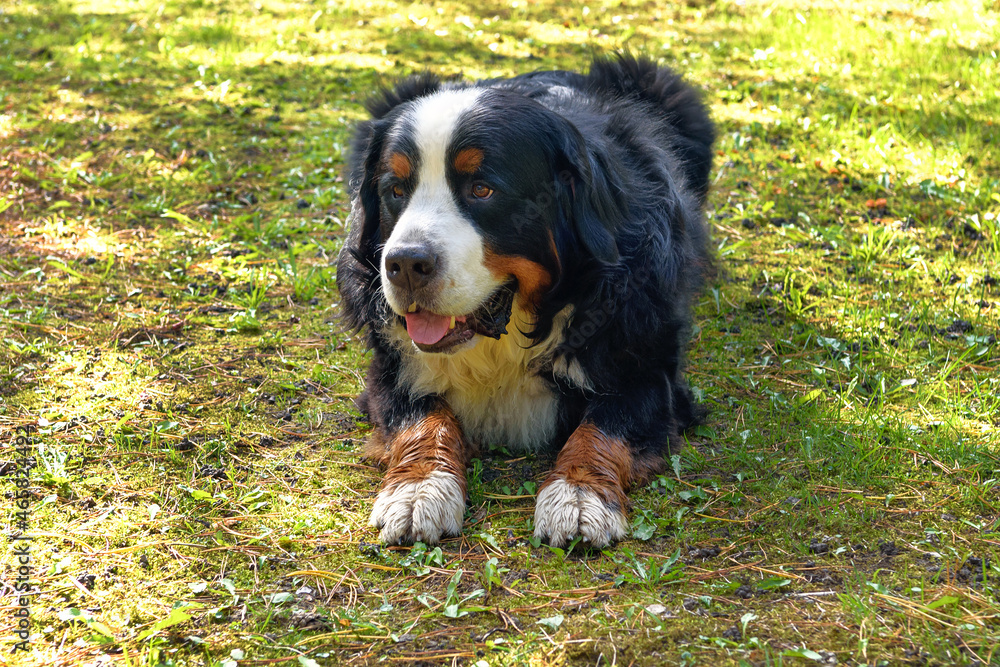 Bernese Mountain dog lying on the grass on a sunny day