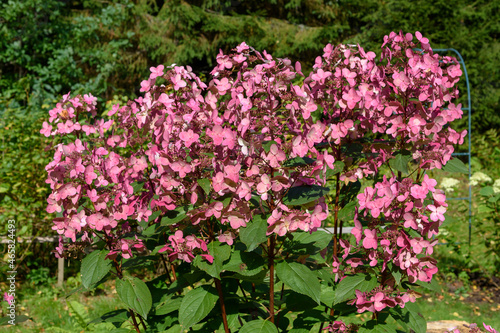 Autumn colors of Rose bushes of tree hydrangea. Hydrangea flowers in the garden of a country cottage against the background of a pine forest.