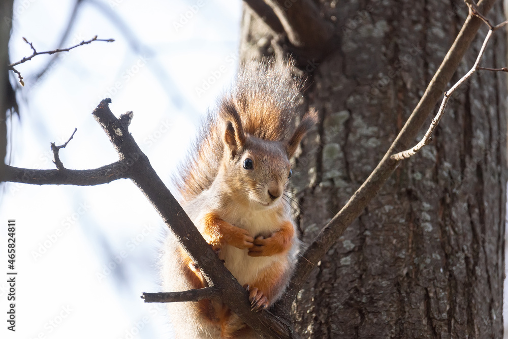 Fototapeta premium Squirrel in the autumn park.