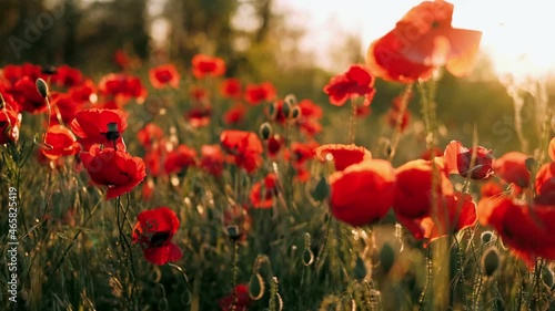 Poppy field at sunset. Red poppies and other wildflowers in sunset light. Summer nature concept. Concept: nature, spring, biology, fauna, environment, ecosystem.