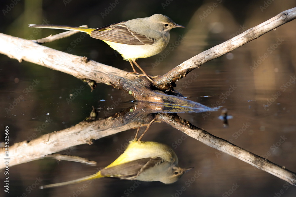 Fototapeta premium reflet dans l'eau d'une bergeronnette des ruisseaux