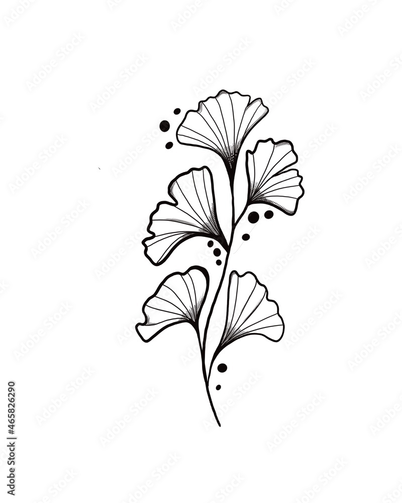 Hand drawn Ginkgo biloba leave. outline ginkgo leaf. Floral exotic leave illustration for your design.