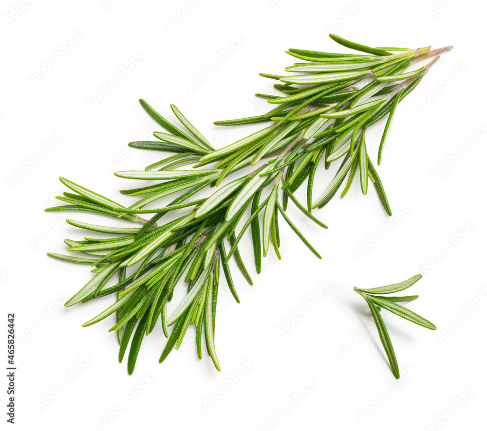 Rosemary fresh herb isolated on white background with a soft shadow. Top view