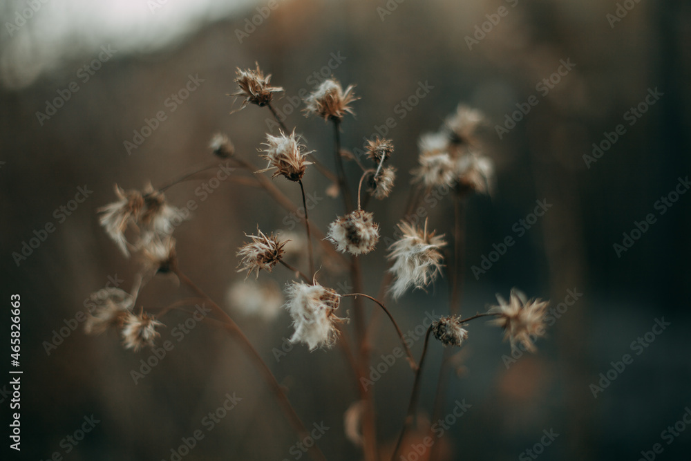 Autumn monochrome nature close up. White fluffy seeds Autumn monochrome nature close up. White fluffy seeds