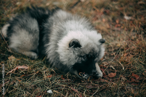A dog of gray-black color breed Spitz lies on the autumn colorful grass with