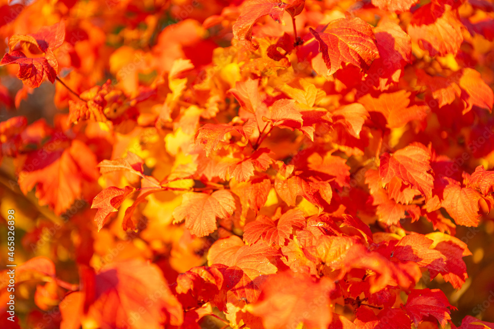 natural beauty. fall season weather. orange autumn leaf background. yellow leaf backdrop. natural beauty. fall season weather. orange autumn leaf background. yellow leaf backdrop.
