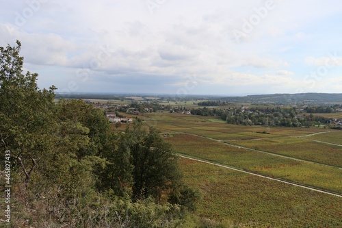 view from the hill on the vineyards 