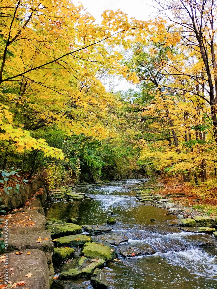 River in the woods & colors of Autumn 
. 
