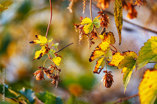 Stems of hops with cones hanging from the branches. In the background beautiful autumn bokeh of warm colors.