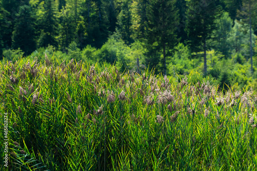 Reeds at the shore of a lake in summer.