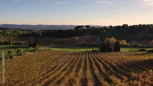 Autumn vines in the Minervois, France
