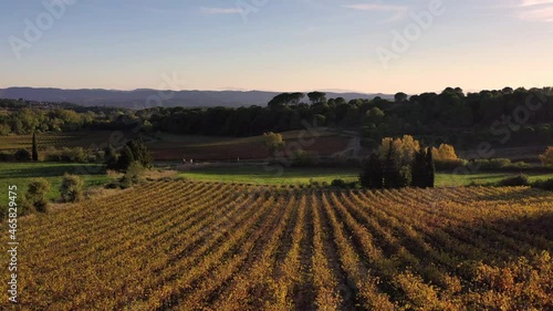 Autumn vines in the Minervois, France photo