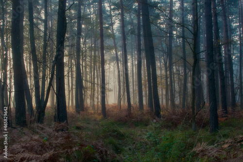 hazy forest