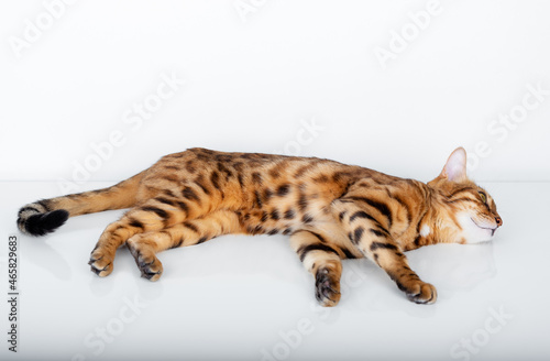 Purebred bengal cat resting lying on a white background © Svetlana Rey