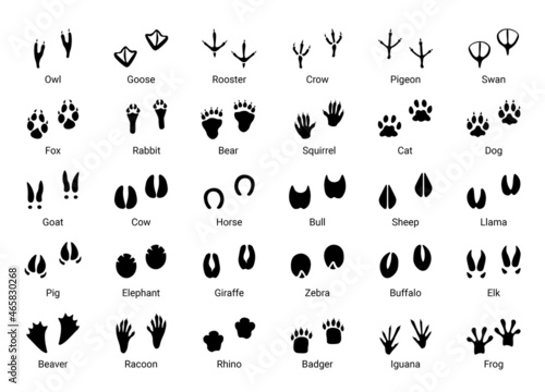 Animal footprint. Black silhouettes of different wild animals and birds steps, cat dog goose pigeon owl crow swan rooster raccoon iguana footprints. Vector set