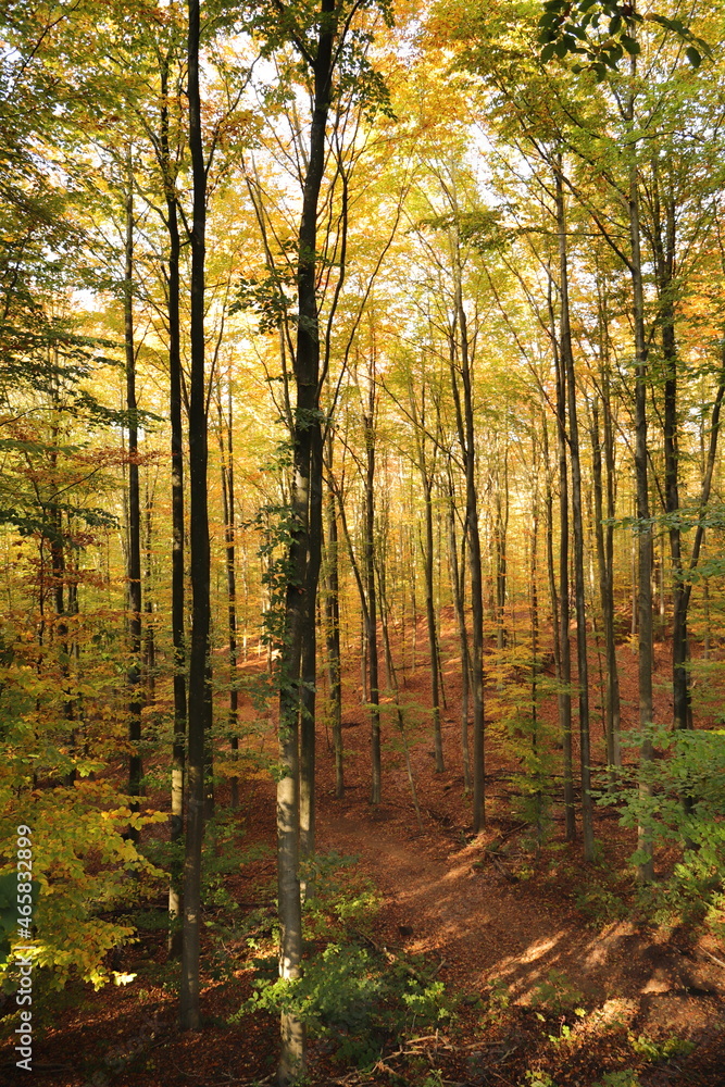 a forest in autumn with colorful leaves on the trees