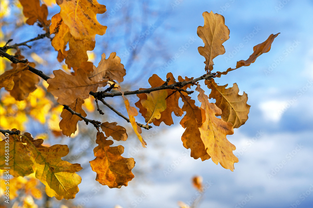 Yellow oak leaves on background blue sky. Late autumn. Yellow oak leaves on background blue sky. Late autumn.
