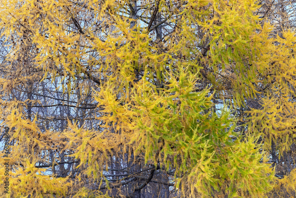 Yellow larch trees in the autumn forest. Trees in late autumn.