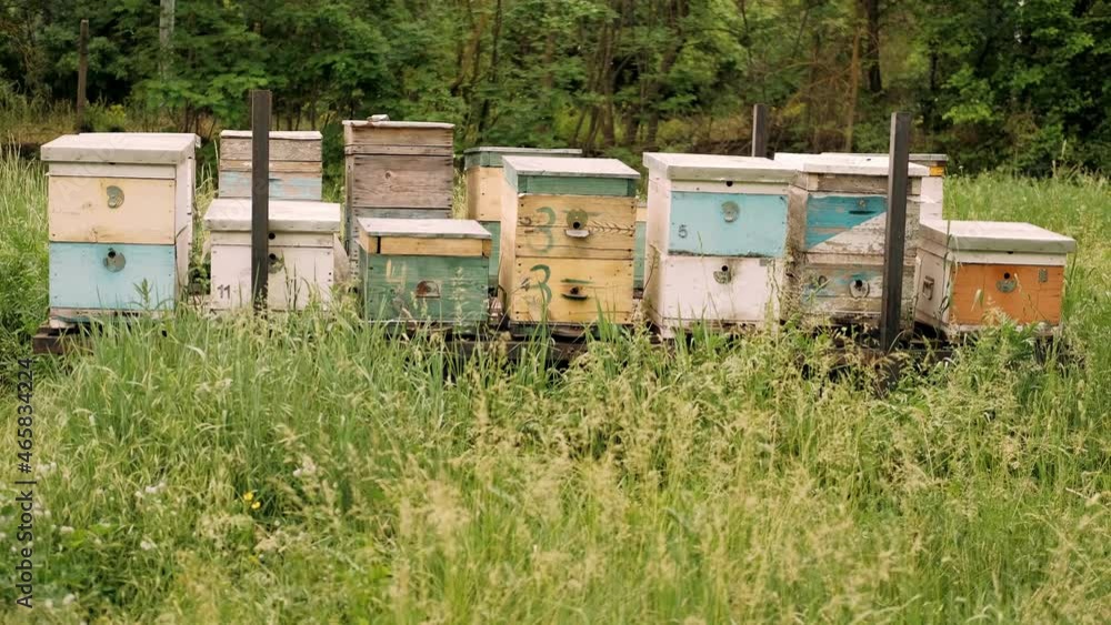 Wooden bee houses with many bees flying in and out. Apiary, beehive and beekeeping concept. Pollination. Wooden bee houses with many bees flying in and out. Apiary, beehive and beekeeping concept. Pollination.