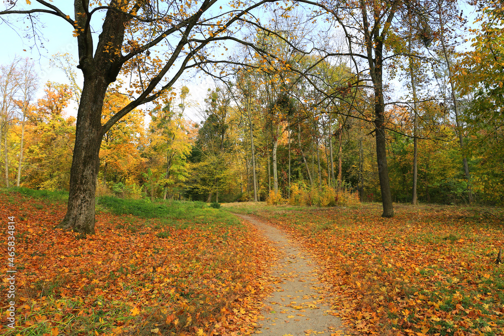 Autumn in park