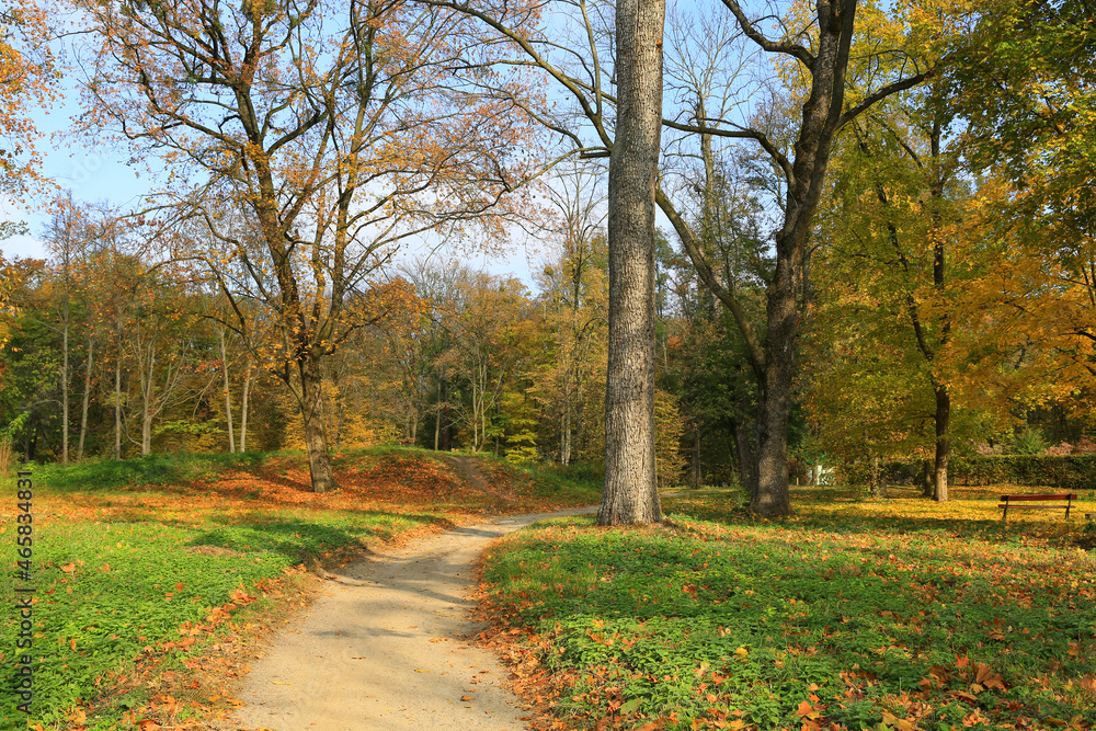 walkway in autumn park