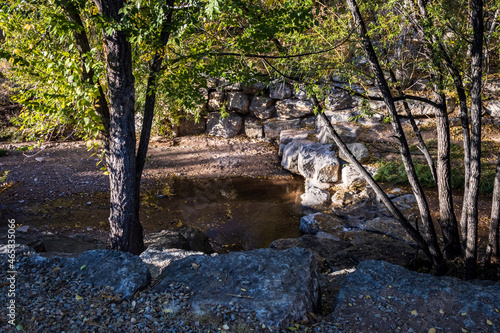 Trees Along the Santa Fe River