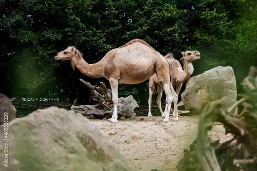 Fototapeta samoprzylepna Zoo