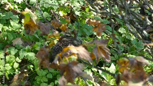 Hedgehog on green grass in October