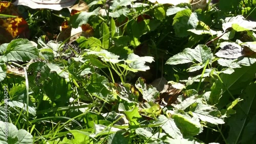 Hedgehog on green grass in October