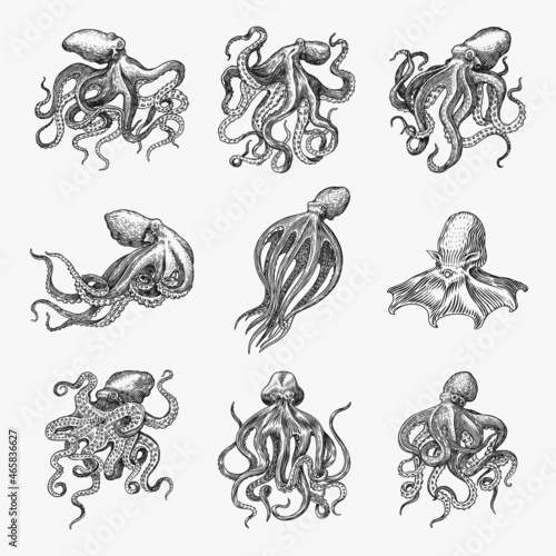 Sea octopus. Engraved hand drawn in old sketch, vintage creature. Nautical or marine, monster. Animal in the ocean. Template for logos, labels and emblems.