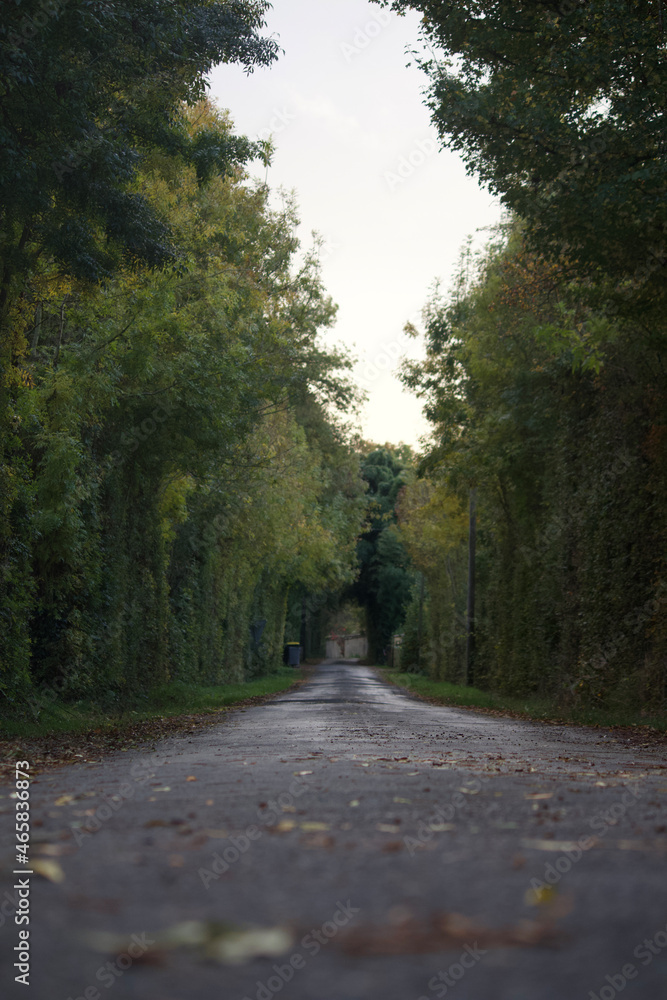 Obraz premium road in autumn forest