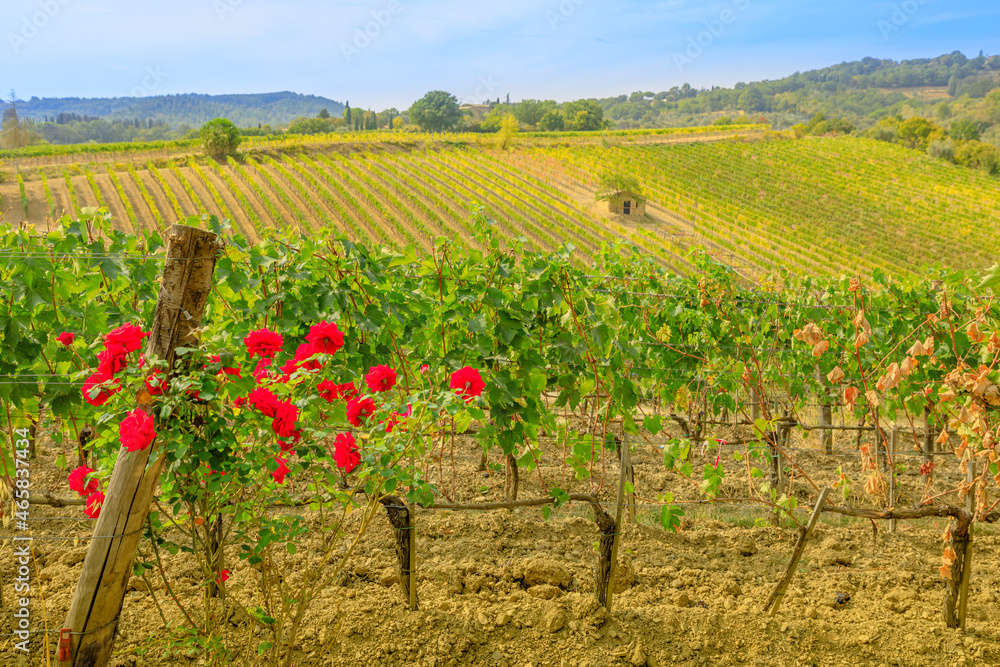 Travel vacation in the vineyard terraces with red roses. Panoramic vineyards of brunello wine of Montalcino town of Tuscany in Italy.