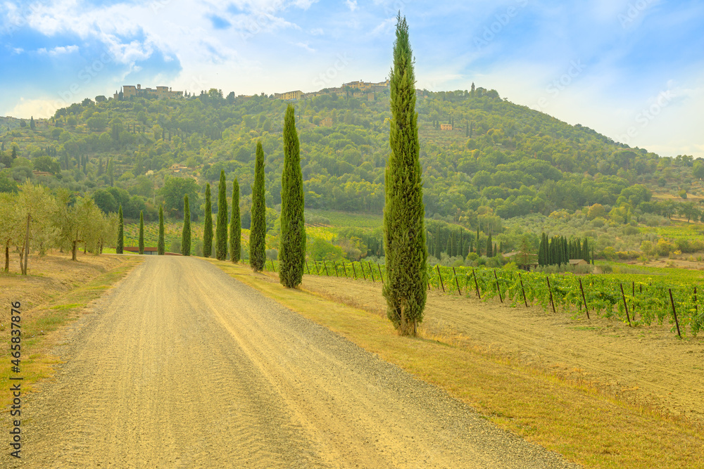 Tuscany in Italy: poplar trees on country road of Montalcino winegrowing village in the Italian countryside. Tuscan-Emilian apennines vineyards of Italy wine region in the Tuscany region.