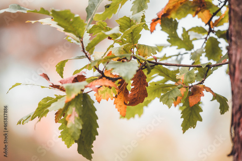 Colorful autumn oak leaves. Oak leaaf close up. photo