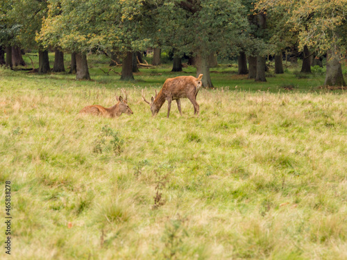 Young Roe deer at Tatton Park, Knutsford, Cheshire, UK © Sue Burton