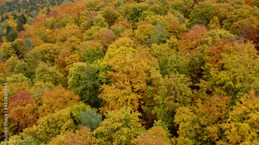 Drohnenaufnahme, Laubwald in Herbstfarben