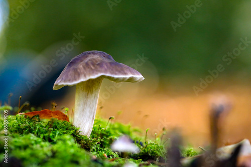Pilze im Wald