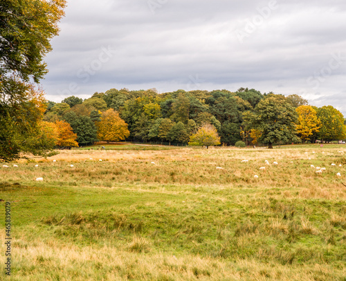 Autumn colours on trees at Tatton Park, knutsford, Cheshire, Uk