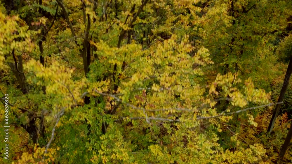 Drohnenaufnahme, Laubwald in Herbstfarben Drohnenaufnahme, Laubwald in Herbstfarben