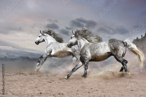 amidst gloomy desert mountainous terrain, two beautiful running white horses look great 