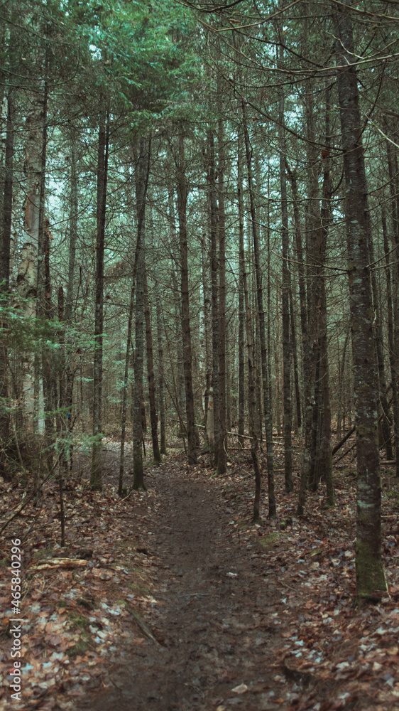 path in the forest path in the forest