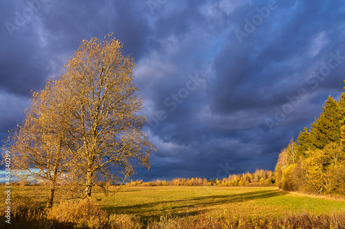 A rich green field and a beautiful blue sky. Nature with yellow trees. Classic natural landscape in autumn