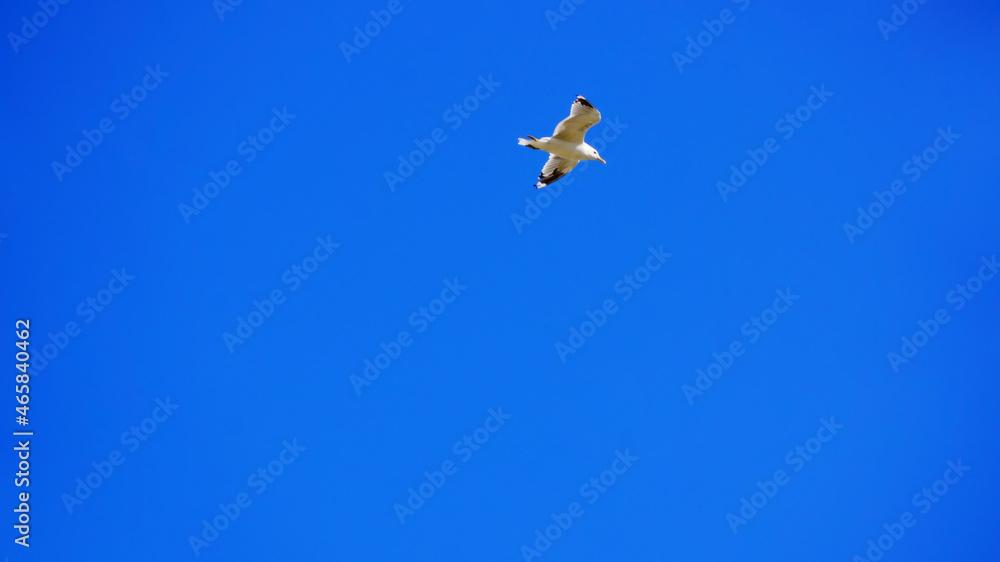 blue sky, summer, bird flying, seagull, halea blue sky, summer, bird flying, seagull, halea