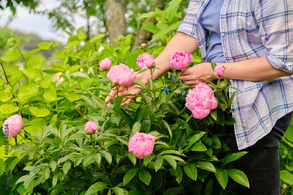 Close-up of woman's hands touching blooming bush of pink peonies Close-up of woman's hands touching blooming bush of pink peonies