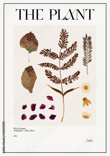The plant. Autumn flower market poster. Herbarium