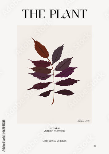 The plant. Autumn flower market poster. Herbarium