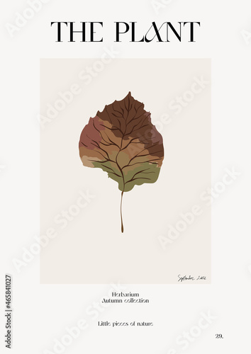 The plant. Autumn flower market poster. Herbarium