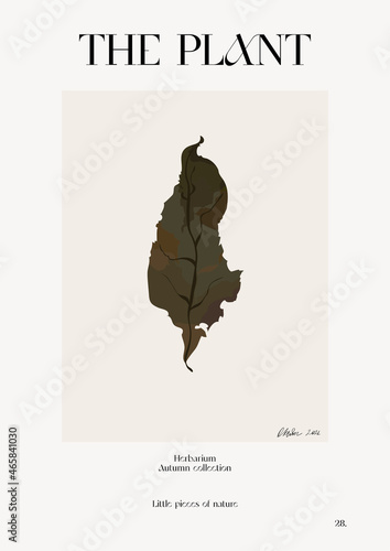 The plant. Autumn flower market poster. Herbarium