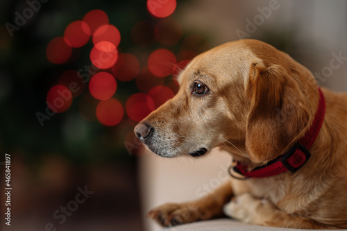 a portrait of a dog with red lights in the background